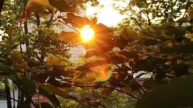 傍晚落日树荫对面的阳光视频的预览图